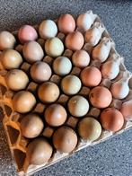 Kippenbroedeieren kleurmix en verschillende rassen, Ophalen of Verzenden
