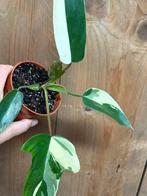 Philodendron florida beauty plant variegata albo whige wit, Huis en Inrichting, Ophalen of Verzenden, Overige soorten, Minder dan 100 cm