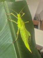Heteropteryx dilatata PSG 18 wandelende takken