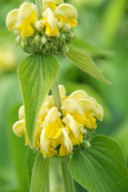 Phlomis russeliana Brandkruid zomerbloeier, Tuin en Terras, Planten | Tuinplanten, Vaste plant, Bodembedekkers, Volle zon, Zomer