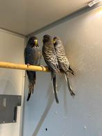 Blacface parkieten, Meerdere dieren, Parkiet, Geringd