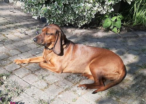 GEZOCHT  Beierse bergzweethond, Dieren en Toebehoren, Honden | Setters en Staande honden, Teef, Overige rassen, Particulier, Eén hond
