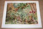 Antieke kleurenlitho - Planten Aronskerk familie - Ca 1900 !, Antiek en Kunst, Ophalen of Verzenden