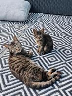 2 lieve katertjes, Dieren en Toebehoren, Katten en Kittens | Overige Katten, Kater