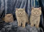 Classic Blue Brits korthaar kittens, Ingeënt