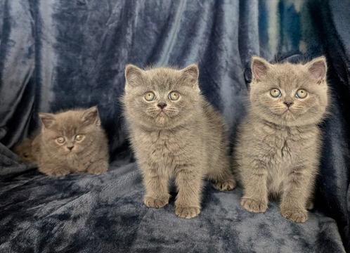 Classic Blue Brits korthaar kittens, Dieren en Toebehoren, Katten en Kittens | Raskatten | Korthaar, Ingeënt
