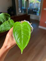 Anthurium veitchii 2, Huis en Inrichting, Kamerplanten, Ophalen of Verzenden, Overige soorten, Minder dan 100 cm