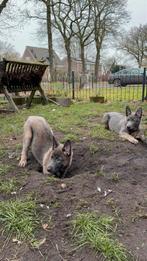 Lieve pup zoekt goed huisje, Oktober, Meerdere dieren