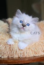 Ragdoll Kittens Stamboom + Wettelijke Garantie, Dieren en Toebehoren, Meerdere dieren, Gechipt, 0 tot 2 jaar