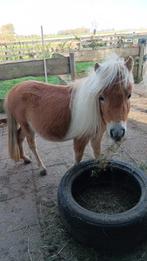 Mini Shetlander, Dieren en Toebehoren, Pony's, 0 tot 2 jaar, Hengst, A pony (tot 1.17m), Onbeleerd