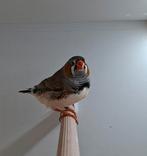 Zebravinken - mannen - geringd 2025, Dieren en Toebehoren, Vogels | Overige Vogels, Mannelijk, Tropenvogel, Geringd