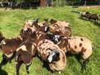 Mooie bonte dekrammen dekram bont ram, Dieren en Toebehoren, Schapen, Geiten en Varkens, Mannelijk, Schaap