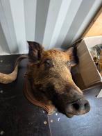 Opgezette zwijn taxidermie opgezette dieren,, Verzamelen, Dierenverzamelingen, Ophalen of Verzenden, Zo goed als nieuw, Vogel