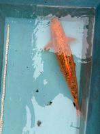 Goudwinde 45 cm grote vis goudvis vissen vijver winde, Dieren en Toebehoren, Karper of Koi