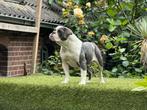 Old English  bulldog teef 2 jr 500€ lieve kleine rustige, Nederland, 15 weken tot 1 jaar, Reu, Eén hond