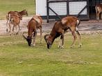 Moeflon ram, Dieren en Toebehoren, Schapen, Geiten en Varkens, Mannelijk, Schaap