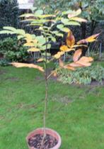 Wal noten boom in pot hoog 150 cm 7,50 euro ophalen, Tuin en Terras, Planten | Bomen, Overige soorten, 100 tot 250 cm, Zomer, Ophalen
