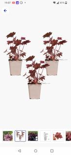 Heuchera micrantha'Palice  Purperklokje, Tuin en Terras, Ophalen, Zomer, Overige soorten, Volle zon