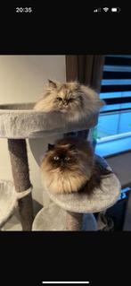 Herplaatser kat, Dieren en Toebehoren, Katten en Kittens | Raskatten | Langhaar, Meerdere dieren, Gechipt, 6 jaar of ouder