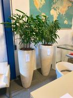 Partij hydrocultuur kantoorplanten, nog in zeer goede staat!, Minder dan 100 cm, Halfschaduw, In pot, Ophalen