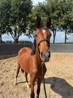 Lieve jaarling te koop, Dieren en Toebehoren, Paarden, Merrie, Minder dan 160 cm, Dressuurpaard, 0 tot 2 jaar