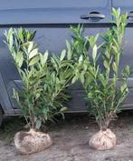 Laurier haag 80/100 t/m 200cm Prunus Caucasica, Ophalen, Laurier, Haag, 100 tot 250 cm