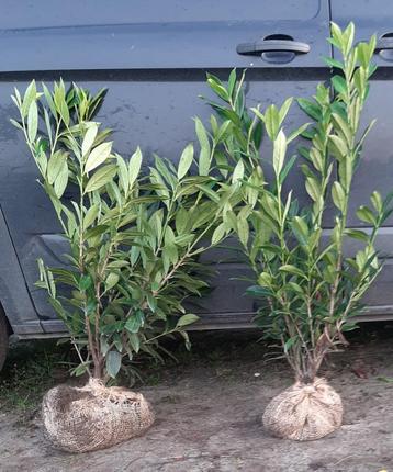 Laurier haag 80/100 t/m 200cm Prunus Caucasica beschikbaar voor biedingen