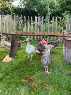 Kalkoenen te koop, Dieren en Toebehoren, Kalkoen