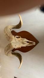 Gewei, Verzamelen, Ophalen, Gebruikt, Gewei of Kop