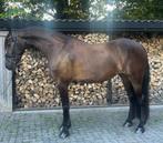 Super mooie brave merrie, Dieren en Toebehoren, Merrie, Gechipt, Dressuurpaard, 3 tot 6 jaar