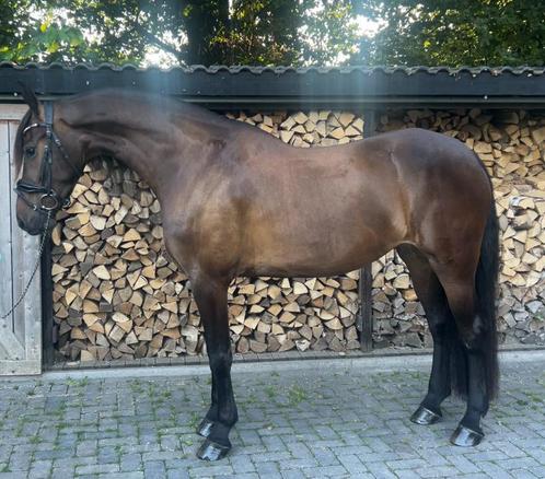 Super mooie brave merrie, Dieren en Toebehoren, Paarden, Merrie, L, 165 tot 170 cm, 3 tot 6 jaar, Dressuurpaard, Met stamboom