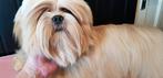 Lhasa apso dekreu, Dieren en Toebehoren, Rabiës (hondsdolheid), Eén hond, 3 tot 5 jaar, Nederland