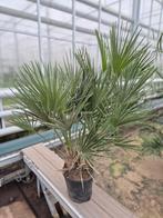 Palm, Chamaerops humilis, winterhard, Tuin en Terras, Planten | Bomen, 100 tot 250 cm, Zomer, Palmboom, Ophalen