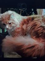 Maine coon dekkater, Dieren en Toebehoren, Katten en Kittens | Raskatten | Langhaar, Kater, Ontwormd, 6 jaar of ouder