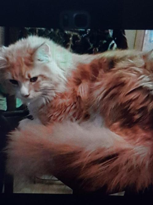Maine coon dekkater, Dieren en Toebehoren, Katten en Kittens | Raskatten | Langhaar, Kater, 6 jaar of ouder, Met stamboom, Ontwormd