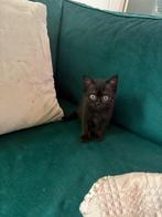 Laatste 2 britse korthaar poesjes zwart, Poes, Ontwormd, 0 tot 2 jaar