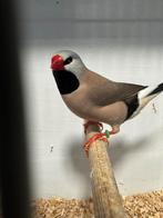 Spitsstaartamadine poppen, Dieren en Toebehoren, Vogels | Overige Vogels, Vrouwelijk, Tropenvogel, Geringd