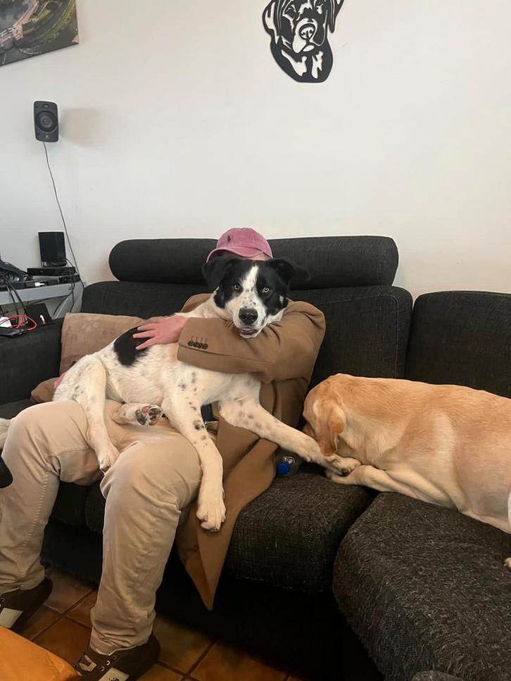 Anna zoekt een gouden mandje, Dieren en Toebehoren, Honden | Niet-rashonden, Middel, Teef, Particulier, Eén hond, Buitenland, 15 weken tot 1 jaar