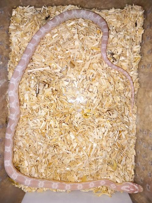 Nk24 1.0 Salmon/coral snow rattenslang 1, Dieren en Toebehoren, Reptielen en Amfibieën, Slang, 0 tot 2 jaar, Tam