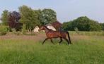 (Project)paard, superlieve 11 jarige ruin voor forever home, Ruin, 160 tot 165 cm, Recreatiepaard, 11 jaar of ouder
