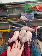 5 naakt­ratten (broertjes) met kooi en toebehoren te koop, Dieren en Toebehoren, Knaagdieren, Mannelijk, Rat, Na 1 juli 2024, Tam