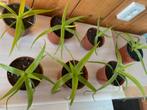 Bulbine natalensis, Huis en Inrichting, Kamerplanten, Ophalen of Verzenden, Halfschaduw, Minder dan 100 cm