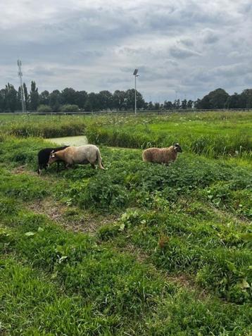 4 ramlammen - Drentse heideschapen beschikbaar voor biedingen