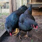 Leuke hen en haan zwart kippen, kip pluimvee, Dieren en Toebehoren