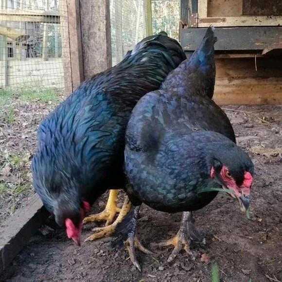 Leuke hen en haan zwart kippen, kip pluimvee, Dieren en Toebehoren, Pluimvee