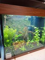 Juwel Lido 120 led, Dieren en Toebehoren, Vissen | Aquaria en Toebehoren, Ophalen, Zo goed als nieuw, Gevuld zoetwateraquarium