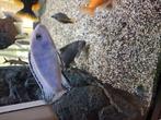Te koop 3. Labidochromis, Vis, Zoetwatervis