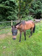 Gezocht: Bijrijder voor super brave pony, Ophalen of Verzenden, Nieuw