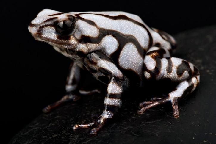 Dendrobates auratus 'Peña blanca', Dieren en Toebehoren, Reptielen en Amfibieën, Amfibie, 0 tot 2 jaar