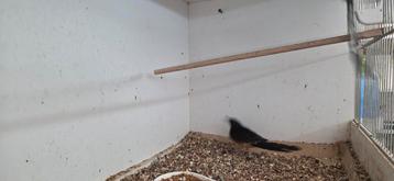 Schama lijster man beschikbaar voor biedingen